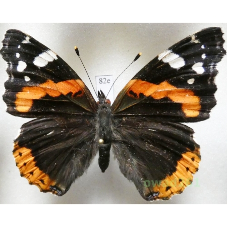 Vanessa atalanta (Linnaeus, 1758) Poland82e